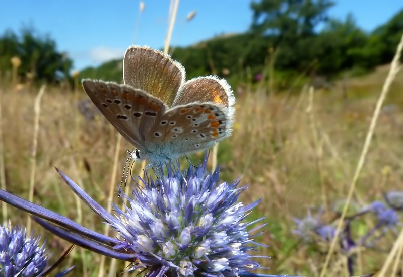 ci si sbaglia facilmente...